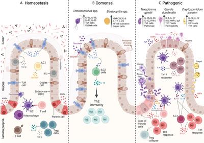 Intestinal immune responses to commensal and pathogenic protozoa